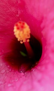 Preview wallpaper flower, macro, pink, drops, water