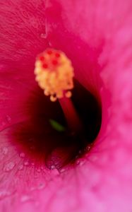 Preview wallpaper flower, macro, pink, drops, water
