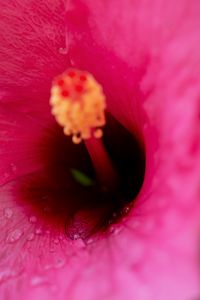 Preview wallpaper flower, macro, pink, drops, water