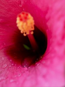 Preview wallpaper flower, macro, pink, drops, water