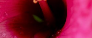 Preview wallpaper flower, macro, pink, drops, water