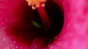 Preview wallpaper flower, macro, pink, drops, water