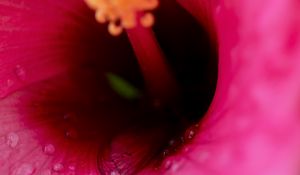 Preview wallpaper flower, macro, pink, drops, water