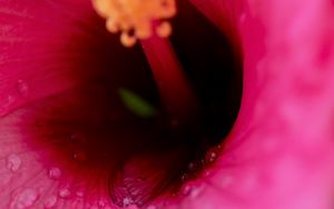 Preview wallpaper flower, macro, pink, drops, water