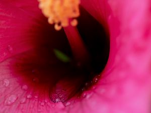 Preview wallpaper flower, macro, pink, drops, water