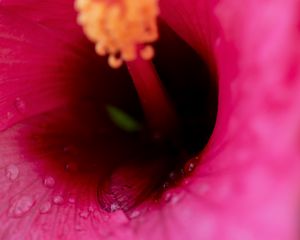Preview wallpaper flower, macro, pink, drops, water