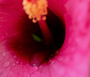 Preview wallpaper flower, macro, pink, drops, water