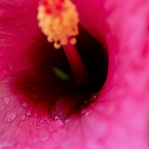 Preview wallpaper flower, macro, pink, drops, water