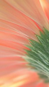 Preview wallpaper flower, macro, pink, green
