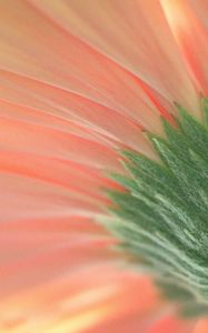 Preview wallpaper flower, macro, pink, green