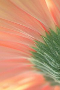 Preview wallpaper flower, macro, pink, green