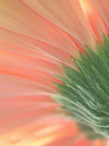 Preview wallpaper flower, macro, pink, green