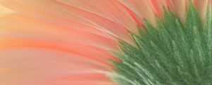 Preview wallpaper flower, macro, pink, green