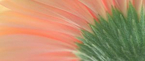 Preview wallpaper flower, macro, pink, green
