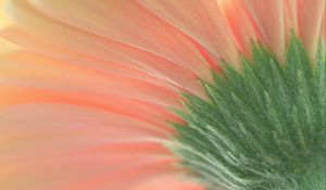 Preview wallpaper flower, macro, pink, green