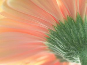 Preview wallpaper flower, macro, pink, green