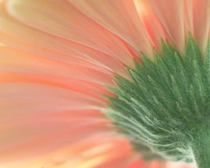 Preview wallpaper flower, macro, pink, green