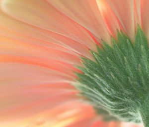 Preview wallpaper flower, macro, pink, green