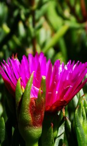 Preview wallpaper flower, macro, plant, herb