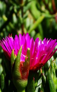 Preview wallpaper flower, macro, plant, herb