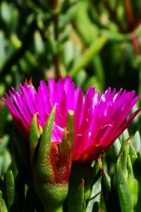 Preview wallpaper flower, macro, plant, herb