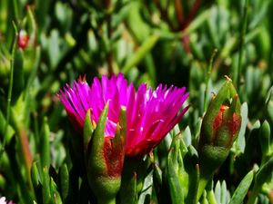 Preview wallpaper flower, macro, plant, herb