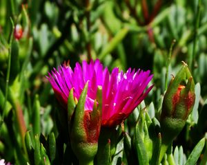 Preview wallpaper flower, macro, plant, herb