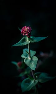 Preview wallpaper flower, macro, plant, focus