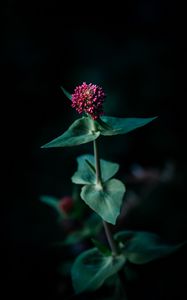 Preview wallpaper flower, macro, plant, focus