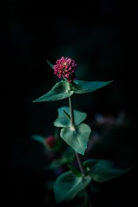 Preview wallpaper flower, macro, plant, focus
