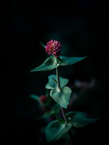 Preview wallpaper flower, macro, plant, focus
