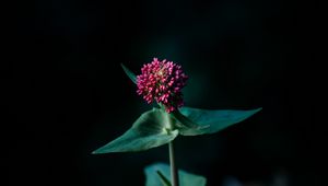 Preview wallpaper flower, macro, plant, focus