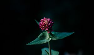Preview wallpaper flower, macro, plant, focus