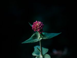 Preview wallpaper flower, macro, plant, focus