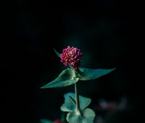Preview wallpaper flower, macro, plant, focus