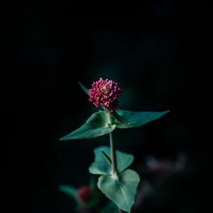 Preview wallpaper flower, macro, plant, focus
