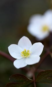 Preview wallpaper flower, macro, plant, bloom, white