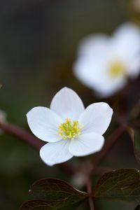 Preview wallpaper flower, macro, plant, bloom, white