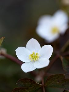 Preview wallpaper flower, macro, plant, bloom, white
