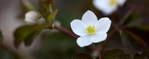 Preview wallpaper flower, macro, plant, bloom, white