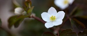 Preview wallpaper flower, macro, plant, bloom, white