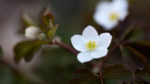 Preview wallpaper flower, macro, plant, bloom, white