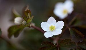 Preview wallpaper flower, macro, plant, bloom, white