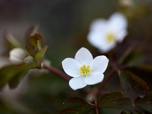 Preview wallpaper flower, macro, plant, bloom, white