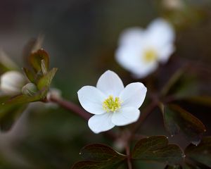 Preview wallpaper flower, macro, plant, bloom, white