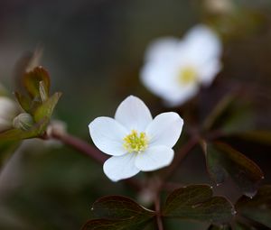 Preview wallpaper flower, macro, plant, bloom, white