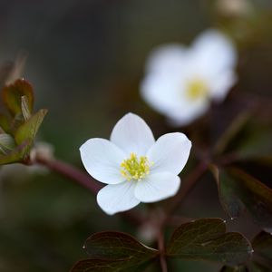 Preview wallpaper flower, macro, plant, bloom, white