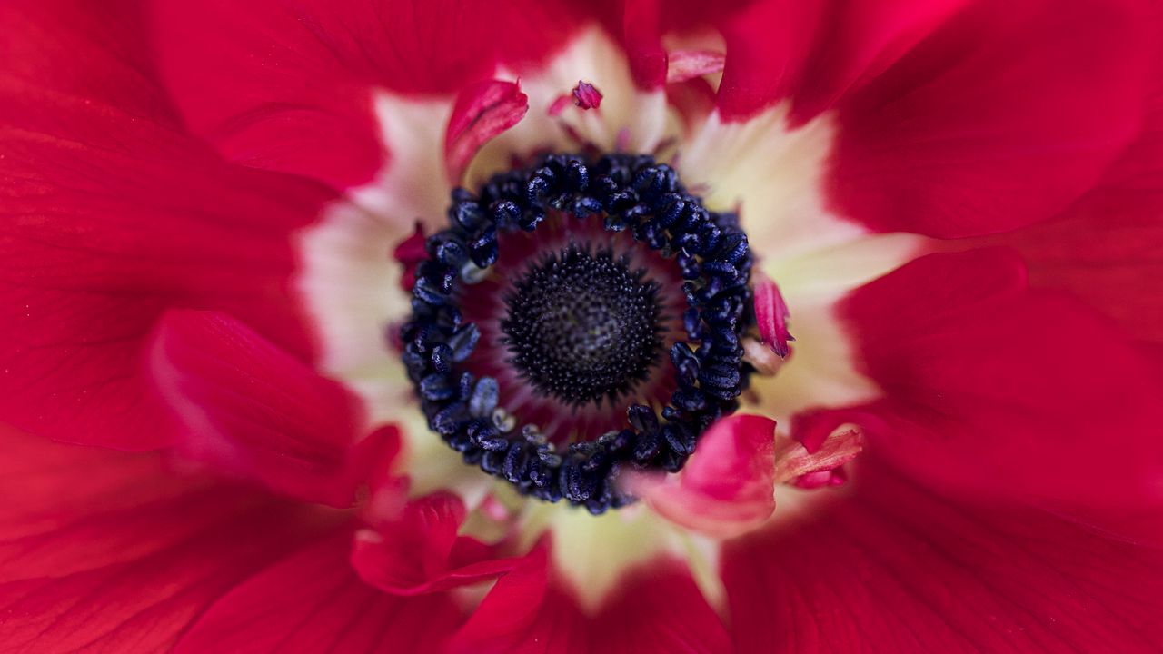 Wallpaper flower, macro, plant