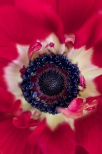 Preview wallpaper flower, macro, plant