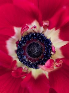 Preview wallpaper flower, macro, plant